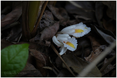 Amomum pterocarpum